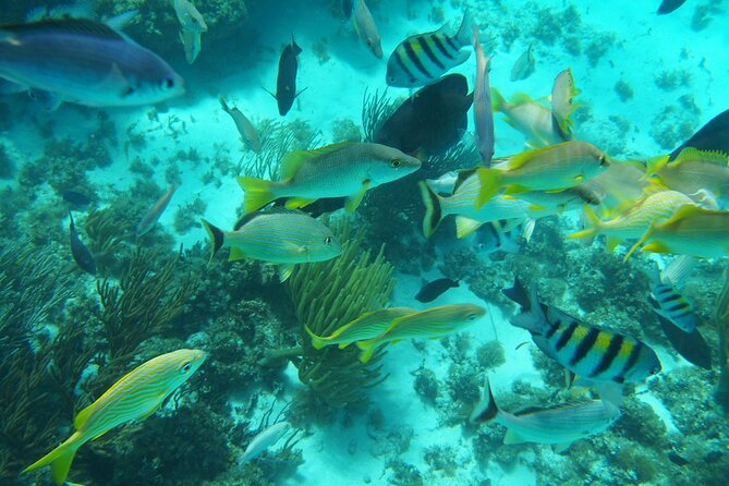 Full-Day Private Stingray City Snorkeling and Starfish Beach Tour - Key Points