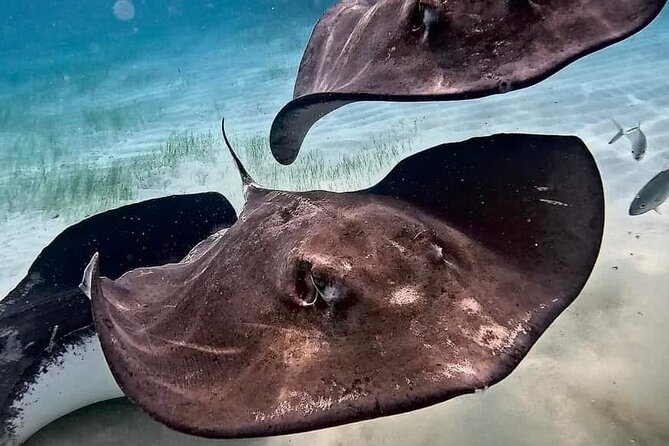 Private Charter 28ft Grady White. Stingrays, Snorkeling, Starfish - Why Travelers Keep Coming Back