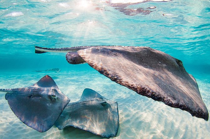 Private Tour Stingray City and One Snorkeling Stop - Who Will Love It?