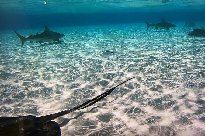 Private Half-Day Charter to Stingray City, Starfish Point and Snorkeling Tour - Who Should Consider This Tour?