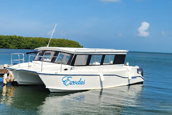 Starfish Encounter & Mangrove Exploration in Grand Cayman - An Up-Close Encounter with Starfish and Mangroves in Grand Cayman