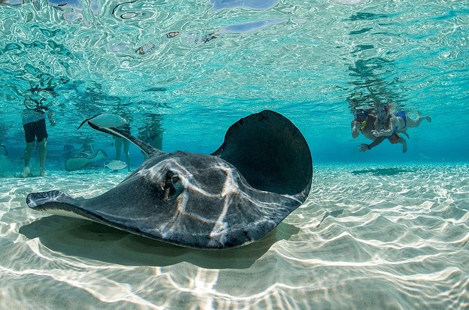 Grand Cayman 2 in 1 Combo Adventure: Stingrays & Reef Snorkeling - Who Should Consider This Tour?