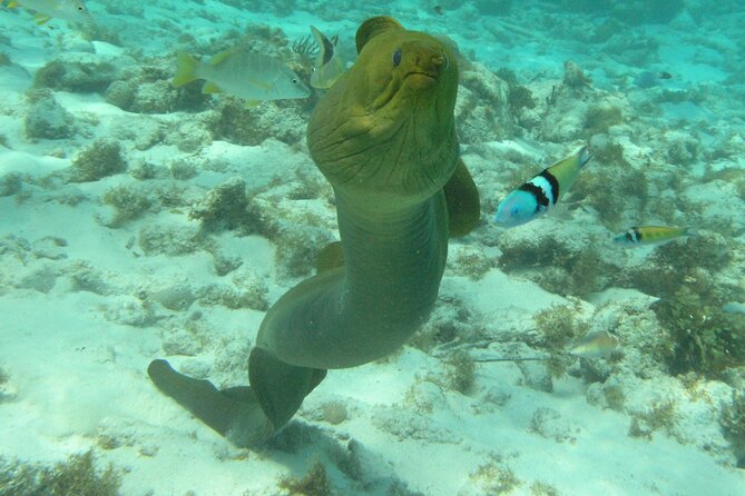 Stingray Sandbar, Snorkeling, and Starfish Point - What the Reviews Say