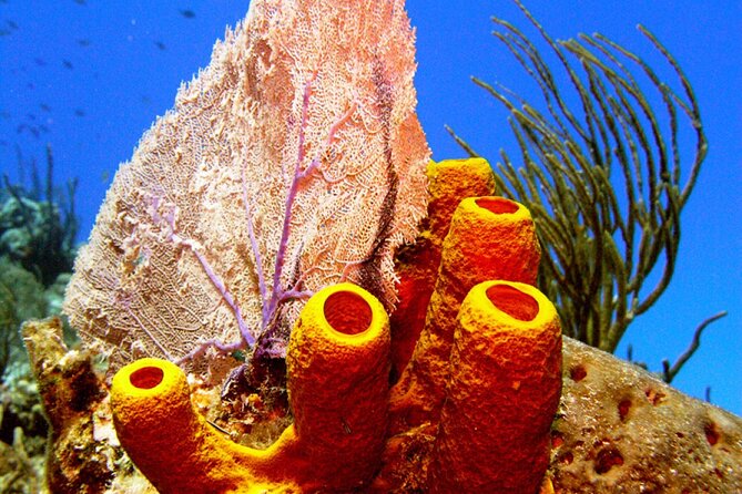 Stingray Sandbar, Snorkeling, and Starfish Point - FAQs