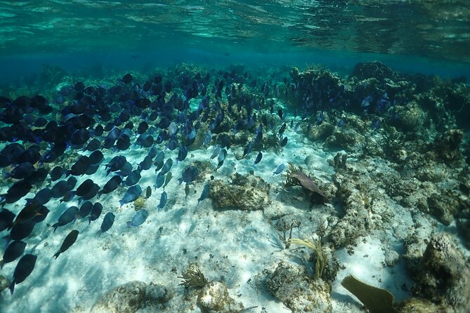 Stingray City Sandbar, Snorkel, Star fish Beach (Family operated) - Transportation and Logistics
