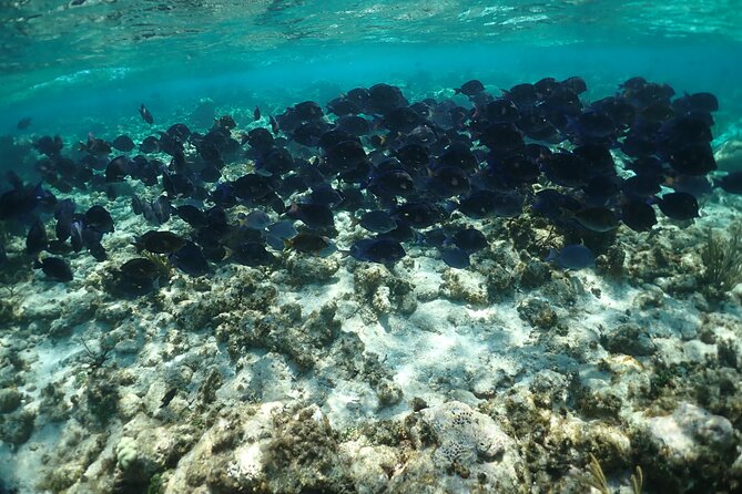 Stingray City Sandbar, Snorkel, Star fish Beach (Family operated) - Authenticity and Customer Feedback