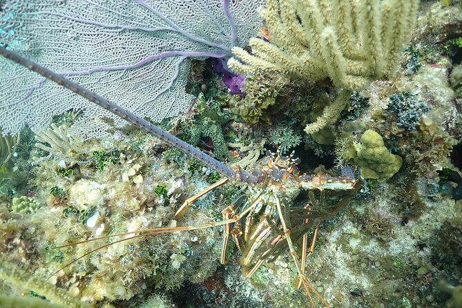 Stingray City Sandbar, Snorkel, Star fish Beach (Family operated) - Is This Tour Right for You?
