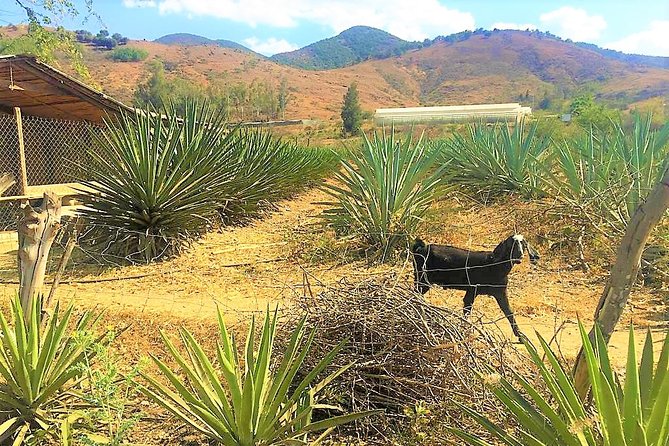 Exclusive Private Tour: Hierve el Agua with Hike, Mezcal & Gastronomy - Who Will Love This Tour?