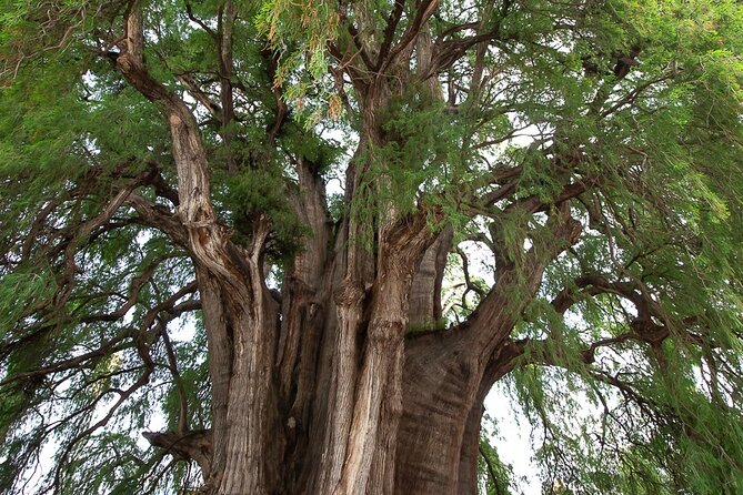 Visit to the Mezcal Trails Full Day - Final Thoughts