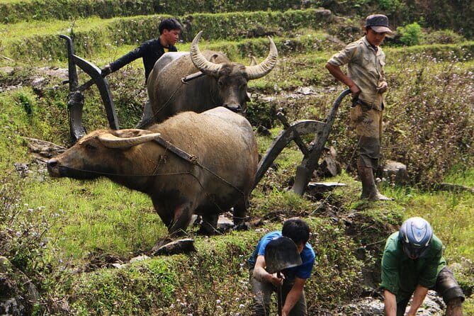 Cloud Dragon Skywalk and Silver Waterfall Tour From Sapa - FAQ