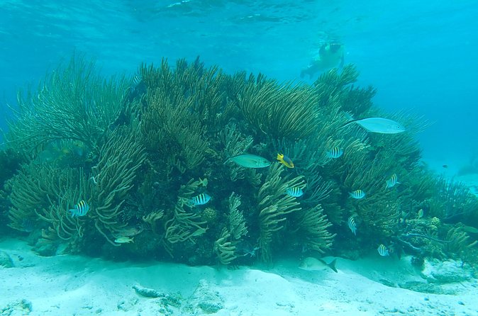 (Family owned) Stingray city sandbar, Starfish Beach & Snorkeling - Starfish Point: Touch and Observe in Shallow Waters