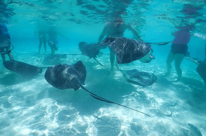 (Family owned) Stingray city sandbar, Starfish Beach & Snorkeling - Considerations and Tips