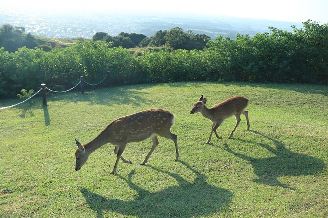 Nara: Hike Mt. Wakakusa and Encounter Wild, Free-Roaming Deer - The Itinerary in Detail
