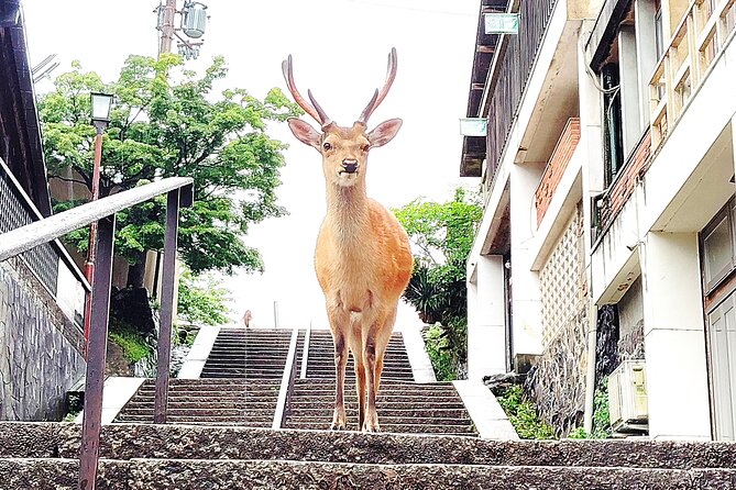 Nara: Hike Mt. Wakakusa and Encounter Wild, Free-Roaming Deer - Frequently Asked Questions