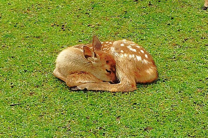 Nara: Hike Mt. Wakakusa and Encounter Wild, Free-Roaming Deer - The Sum Up: Who Should Consider This Tour?