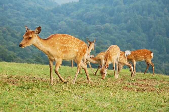 Nara: Hike Mt. Wakakusa and Encounter Wild, Free-Roaming Deer - Good To Know  