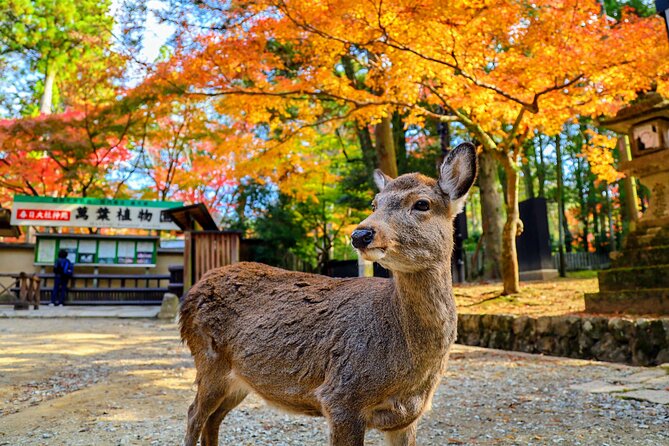 World Heritage Kyoto & Nara Uji Authentic Matcha Experience - The Sum Up: Is This Tour Worth It?