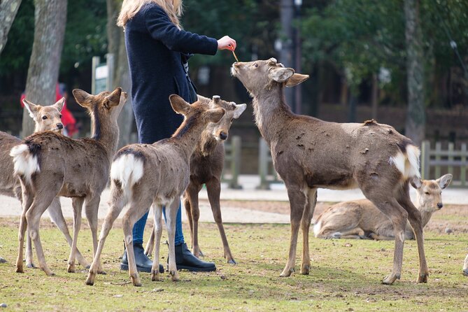 Nara: Enjoy Highlight Of Nara in 3 hours - Authentic Experiences and Practical Details