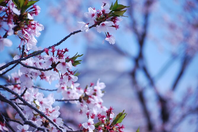 Nara: Enjoy Highlight Of Nara in 3 hours - What the Tour Includes and Why It Matters
