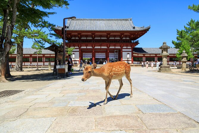 Nara: Enjoy Highlight Of Nara in 3 hours - Exploring Nara in Three Hours: What You Need to Know