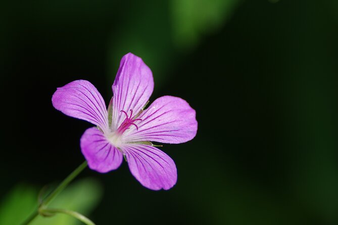 Senjogahara Nature Guide Tour in Nikko - Key Points