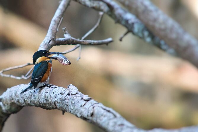 Calakmul, Ancient Maya City from Bacalar or Chetumal - What’s Included and What’s Not