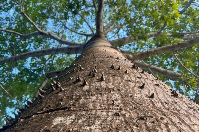 Bacalar Ichkabal Ruins and Boat Tour on the 7 Colors Lagoon - An In-Depth Look at the Tour Experience