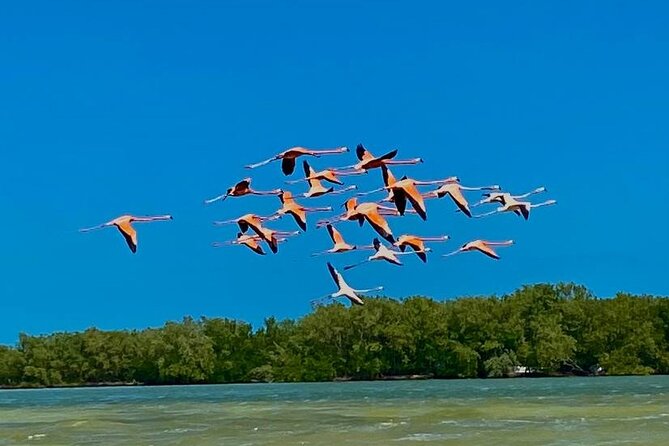 Eco Safari through the Ria Lagartos Natural Park - Visiting the Ria Lagartos Biosphere Reserve