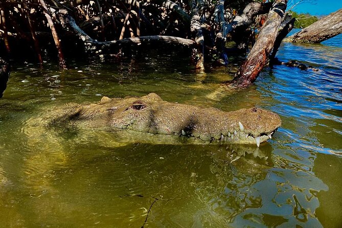 Eco Safari through the Ria Lagartos Natural Park - Viewing the Pink Flamingos