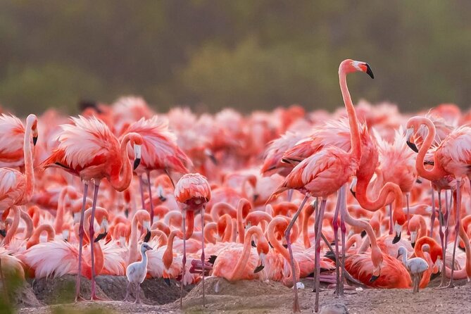 Rio Lizards and Las Coloradas Ecosafari Maya Natural Experience - Introduction to the Rio Lizards and Las Coloradas Ecosafari