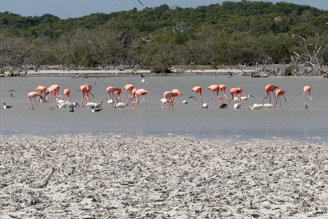 Rio Lizards and Las Coloradas Ecosafari Maya Natural Experience - The Sum Up: Who Is This Tour Perfect For?