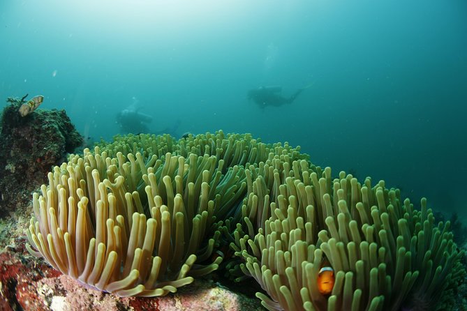 Scuba Diving in Boracay: SSI Basic Diver for Beginners - What’s Included and What’s Not