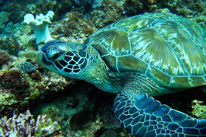 Scuba Diving in Boracay: SSI Basic Diver for Beginners - Who Should Consider This Tour?