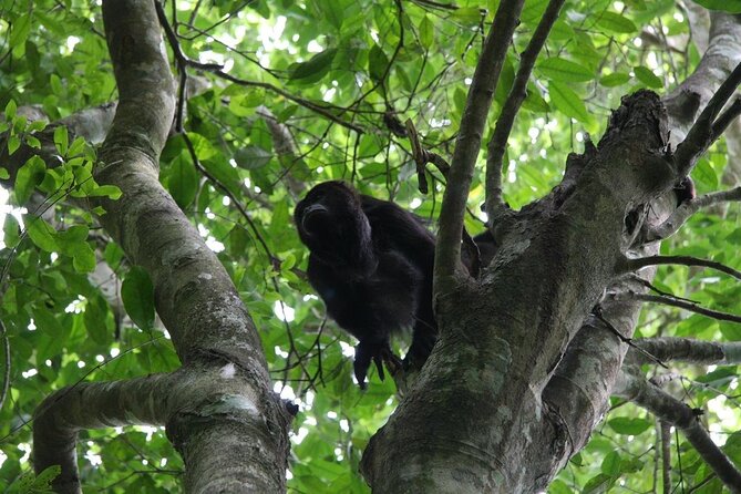 Mayan Adventure to Coba and Cenote and Punta Laguna from Valladolid - Who Will Love This Tour?