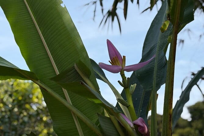 Can Tho Countryside Bike Tour with Fruit Garden Visit - The Sum Up