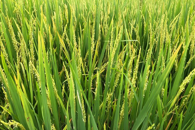 Can Tho Bike Tour - FAQ