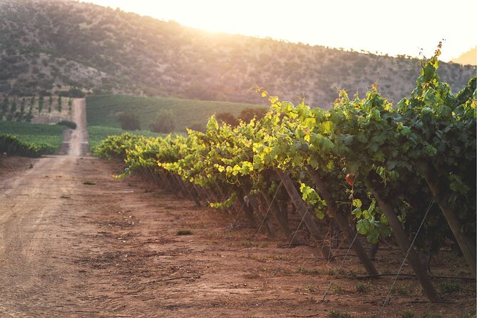 Private San Antonio Port, visit Chocalan Winery & Transfer Hotel - In-Depth Look at the Winery Tour