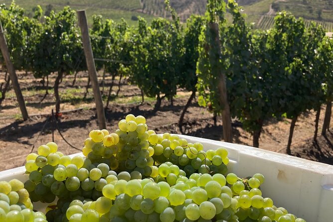 Private San Antonio Port, visit Chocalan Winery & Transfer Hotel - Practical Details and Considerations