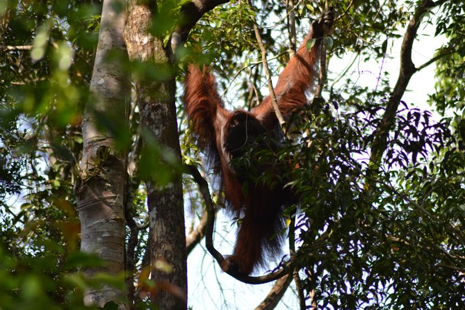 5 Days Truly Orangutan Wildlife Jungle Trail - FAQ