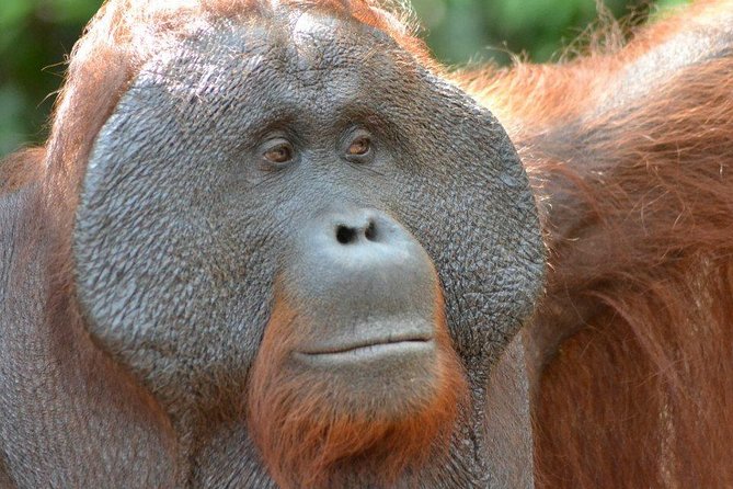 5 Days Truly Orangutan Wildlife Jungle Trail - Exploring the Unique Itinerary