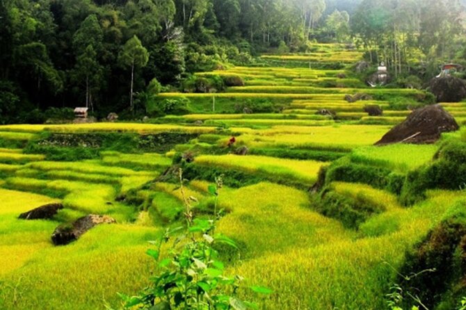 Explore Toraja Culture Heritage in 3 Days from Makassar - FAQ
