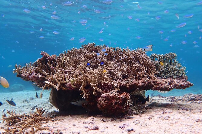 Snorkeling with Sea Turtle - Why This Snorkeling Tour in Miyakojima Is Worth It