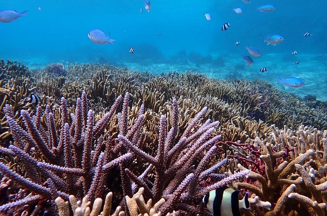 Snorkeling with Sea Turtle - FAQ