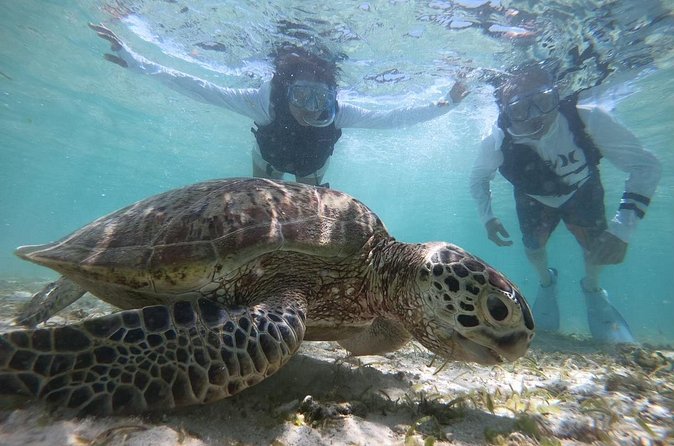 Snorkeling with Sea Turtle - Authentic Marine Encounters and Conservation