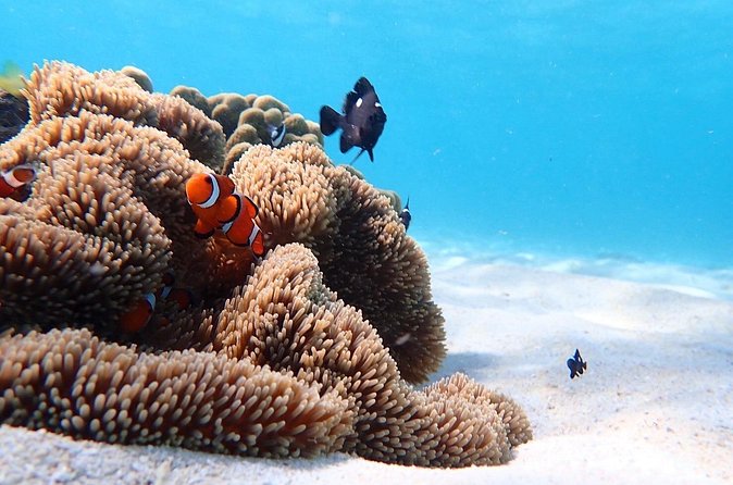 Snorkeling with Sea Turtle - Practical Tips for Your Snorkeling Adventure