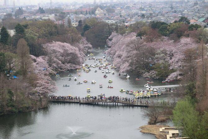 Spring in Kichijoji Discover Cherry Blossoms at Inokashira Park - Key Points