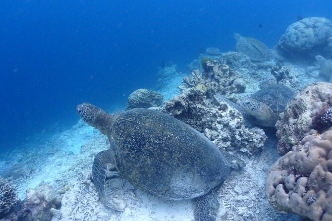 TRY SCUBA (non diver) - The Sum Up: Is It Worth It?