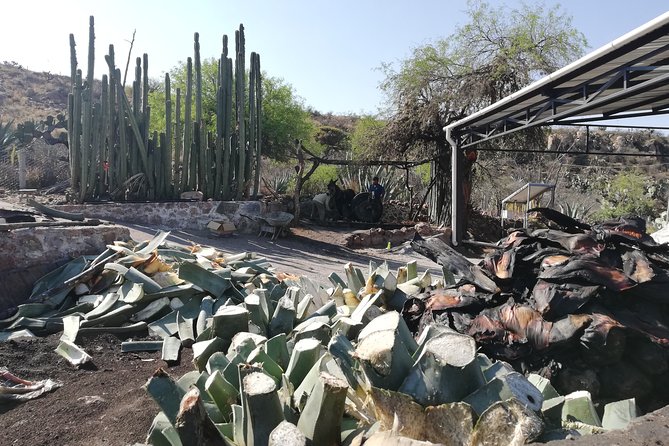 Private Tour of the Mezcal Route with Ancestral Drinks - Exploring the Heart of Mexico’s Spirit: The Detailed Experience