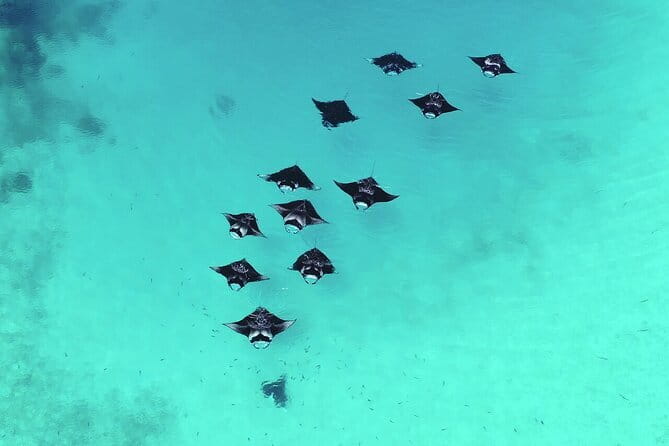 Snorkeling with Manta Rays from Maafushi - Value for Money