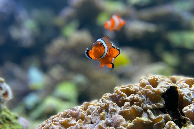 Maafushi: Full Day Snorkeling and Island Hopping Experience - In-Depth Review: What to Expect from the Maafushi Full-Day Snorkeling and Island Hopping Tour